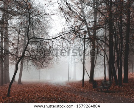 Stranger forest in a fog. Mysterious road. Fairy Forest. Mystical atmosphere. Paranormal another world. Dark scary park. Background wallpaper. 