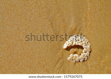 Spiral seashell fragment on golden beach sand. Sandy background.