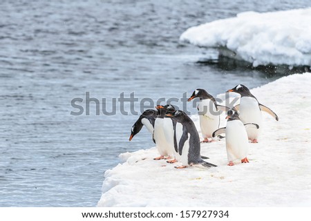Group of gentoo penguins on the ice edge