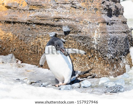 Adelie Penguin (Pygoscelis adeliae) hides behind the rock
