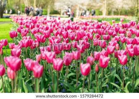Flower bed of beautiful tulips. Blooming flowers in Keukenhof park in Netherlands, Europe - Image