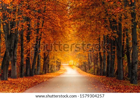 Autumn park alley with tall branchy trees at the edges, lush, vibrant orange yellow foliage and bright sunlight in the distance. picturesque october colors