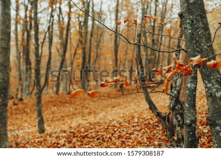 Autumn yellow forest road leaves view. Autumn leaves ground. Autumn forest road landscape. Autumn leaves road view