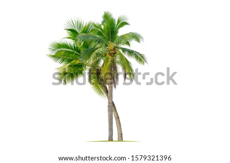 Coconut palm tree isolated on white background. Royalty-Free Stock Photo #1579321396