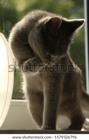 gray cat licks its paw