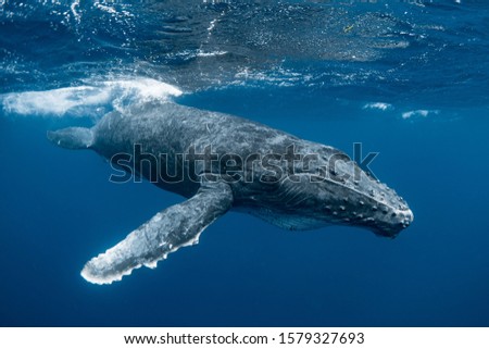 A curious Humpback whale calf in the emerald blue water of Tonga Royalty-Free Stock Photo #1579327693