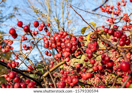 Apple tree with many ripe red apples against the bright blue sky. 