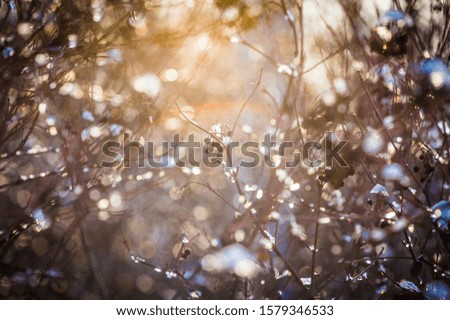 Defocused bokeh beautiful colorful art background - photo of shrub branch with black berries without leaves covered with ice on a sunny winter day. Backdrop.Christmas background.
