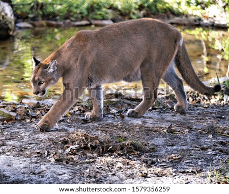 Panther Florida animal close-up profile view walking by the water with a foliage background while exposing its body, head, ears, eyes, nose, paws in its environment and surrounding