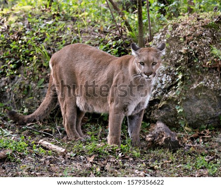 Panther Florida animal close-up profile view looking at the camera with a foliage background while exposing its body, head, ears, eyes, nose, paws, tail in its environment and surrounding
