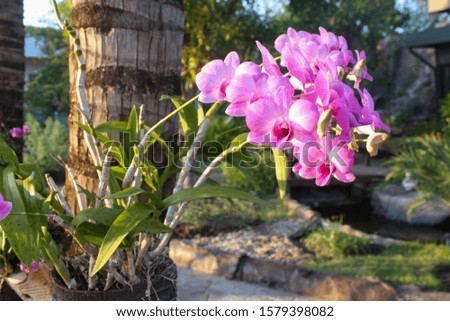 The orchid in the tree has beautiful flowers.