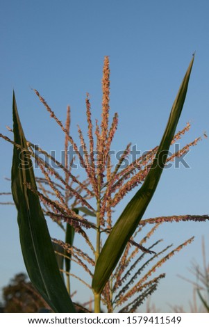 The corn plant is growing in the garden, ready to be harvested soon in the countryside of Thailand.