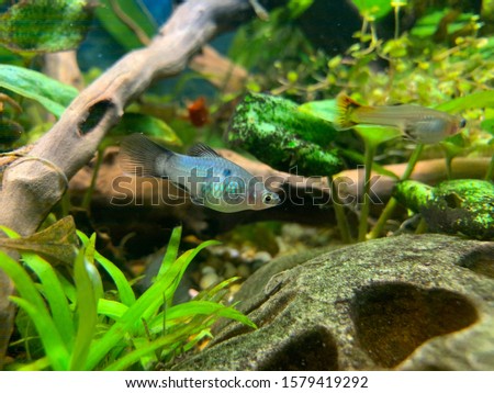 the beautiful green and grey female platy fish