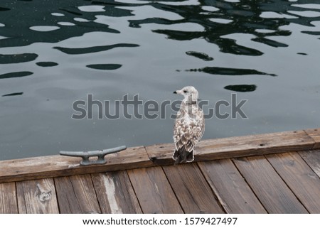 Seagull chilling on the dock