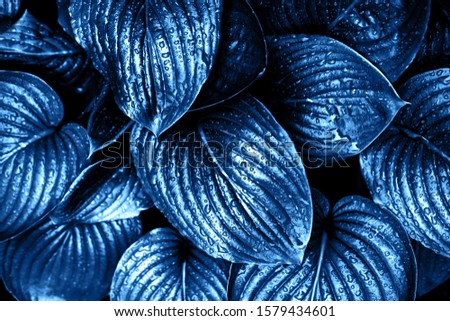 Blue leaves with rain drops. Color of the year 2020 concept.