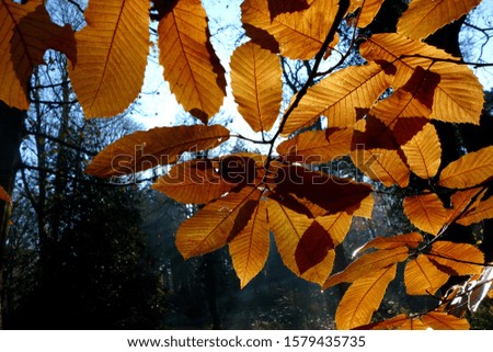 Sunlight Behind Golden Autumn Leaves