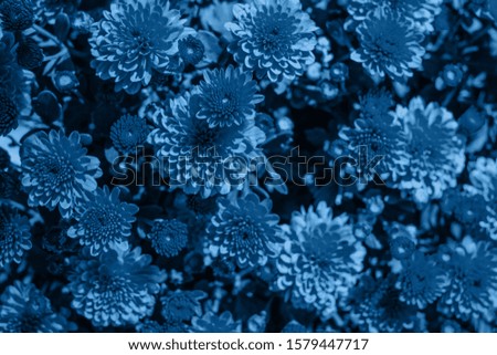  chrysanthemum flower as fall perfect background. Color of the year concept.