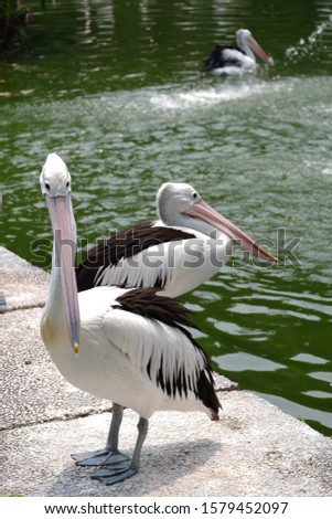 Pelicans (Pelecanus onocrotalus) are a genus of large water birds that makes up the family Pelecanidae. They are characterised by a long beak and a large throat pouch 