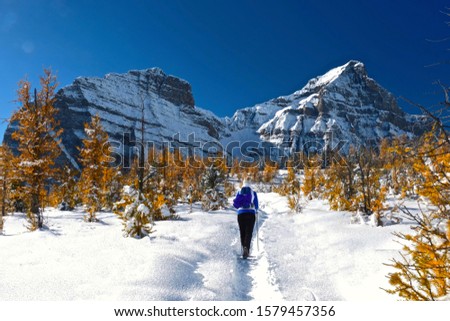 Woman walking snowshoeing in Canadian Rocky Mountains among golden larch trees. Early winter in Canadian Rockies. Alpine yellow larch forest. Banff National Park. Alberta. Canada Royalty-Free Stock Photo #1579457356
