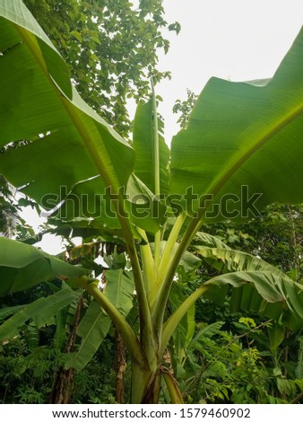 Natural green banana tree plants in the garden