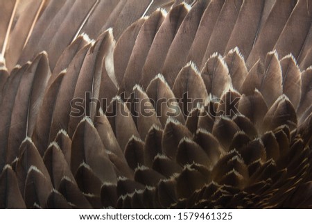 Close up of beautiful eagle feathers in nature.