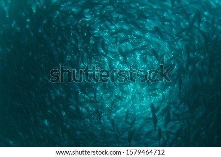 A flock of fish inside the fish farm, breeding commercial fish in the fish farm