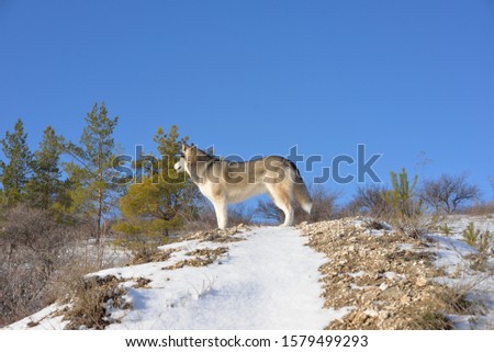 Siberian husky / wolf stands in a snowy mountain. Side view / bottom view. Winter landscape