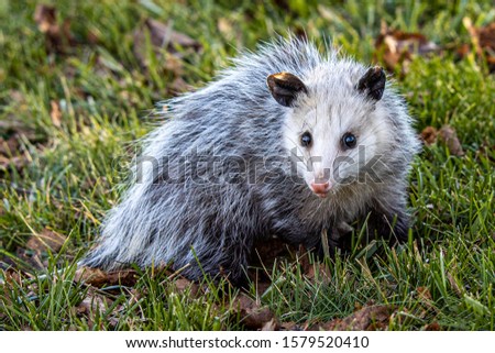 An opossum in the daylight
