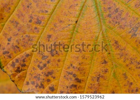 Macro details of orange autumn leaves,Washington Park Arboretum, Seattle