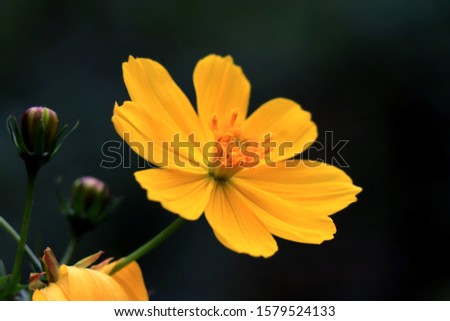 Macro details of summer sulfur Cosmos flower. Beautiful yellow Cosmos flower in the garden. Cosmos bipinnatus, commonly called the garden cosmos.