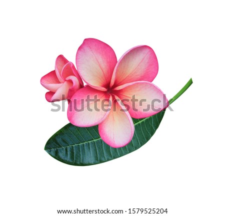 Plumeria, Frangipani, Temple tree, Graveyard Tree, Close up pink bouquet Plumeria flowers on green leaf isolated on white background. 