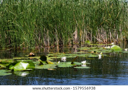 Picture of the biosphere of the Danube Delta in Romania, protected wilderness
