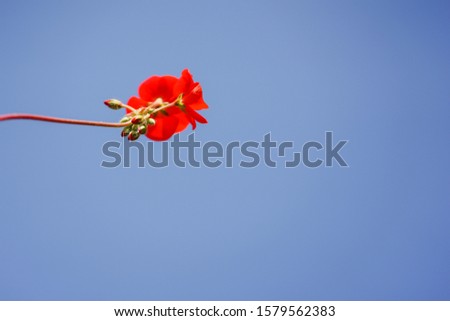 A red flower with blue sky background. Focused on to the flower.