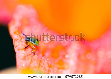Soft focus, Macro photo, bright, colorful background with a picture of a small insect in a flower close-up