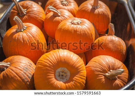 Cart full of autumn carving pumpkins for sale at local pumpkin patch. Background picture for Halloween and Thanksgiving. Holiday-themed image.