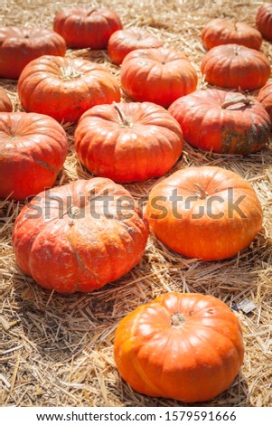 Close-up shot of pumpkin patch. Background picture for Halloween and Thanksgiving. Holiday-themed image.