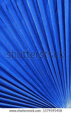 Big tropical jungle leaves Classic Blue Pantone color of the year 2020 
