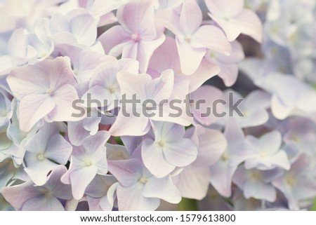 Light hydrangea flowers close up