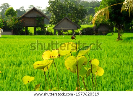 Green paddy field and lotus pond in Bali, Indonesia