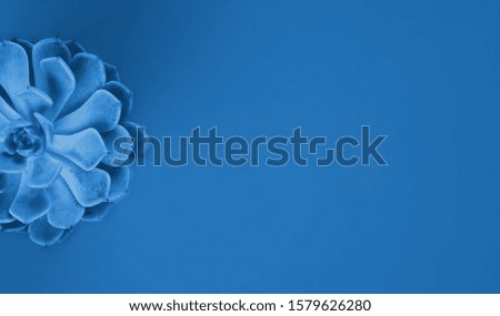 Bright background with succulent plant. Clean and clear minimalist picture