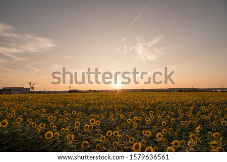 Field with lots of sunflowers