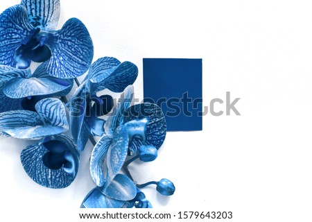 classic blue 2020 pantone orchid flower on white background. color of the year.