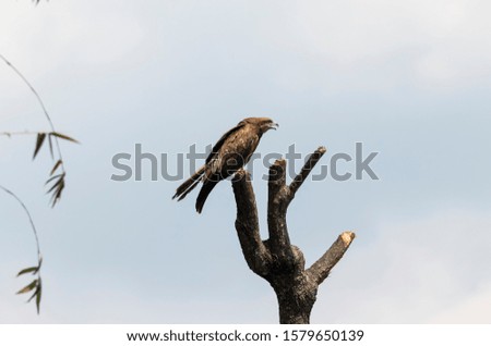 black kite calling another eagle, pokhara, nepal