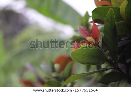 very beautiful flower against a banana tree background