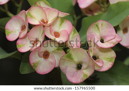 Pink Poi Sian flowers blooming in garden