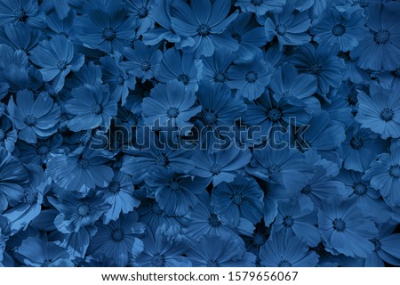 Abstract  flowers. Toned image with trend color of 2020 year Classic blue Royalty-Free Stock Photo #1579656067