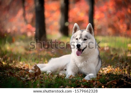 A young grey and white Siberian husky male dog with brown eyes is lying down on a green grass. There are a lot of colorful yellow and red leaves. It's a sunny October autumn day.