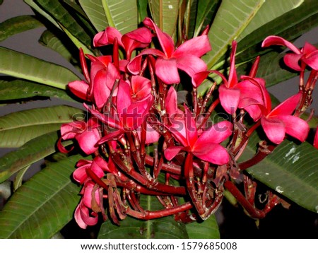 Beautiful red frangible, Pulmeria flowers branch in garden background                     