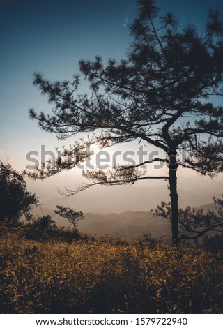 Mountains with pine trees and evening light