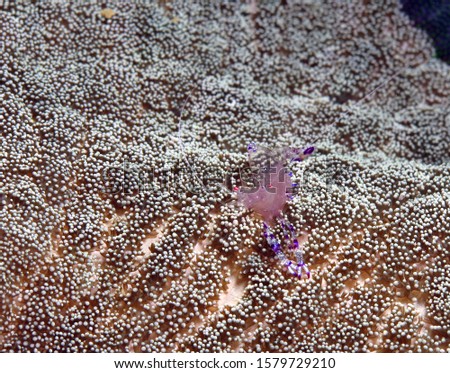 Anemone cleaner shrimp on anemone Siquijor Philippines